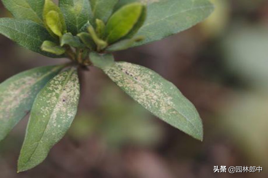 杜鹃叶面出现黑色绒毛,杜鹃常见的病害以及症状