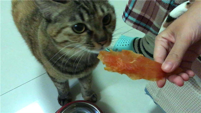 猫咪更爱吃老鼠还是猫粮,猫咪更爱吃鸡肉还是猪肉