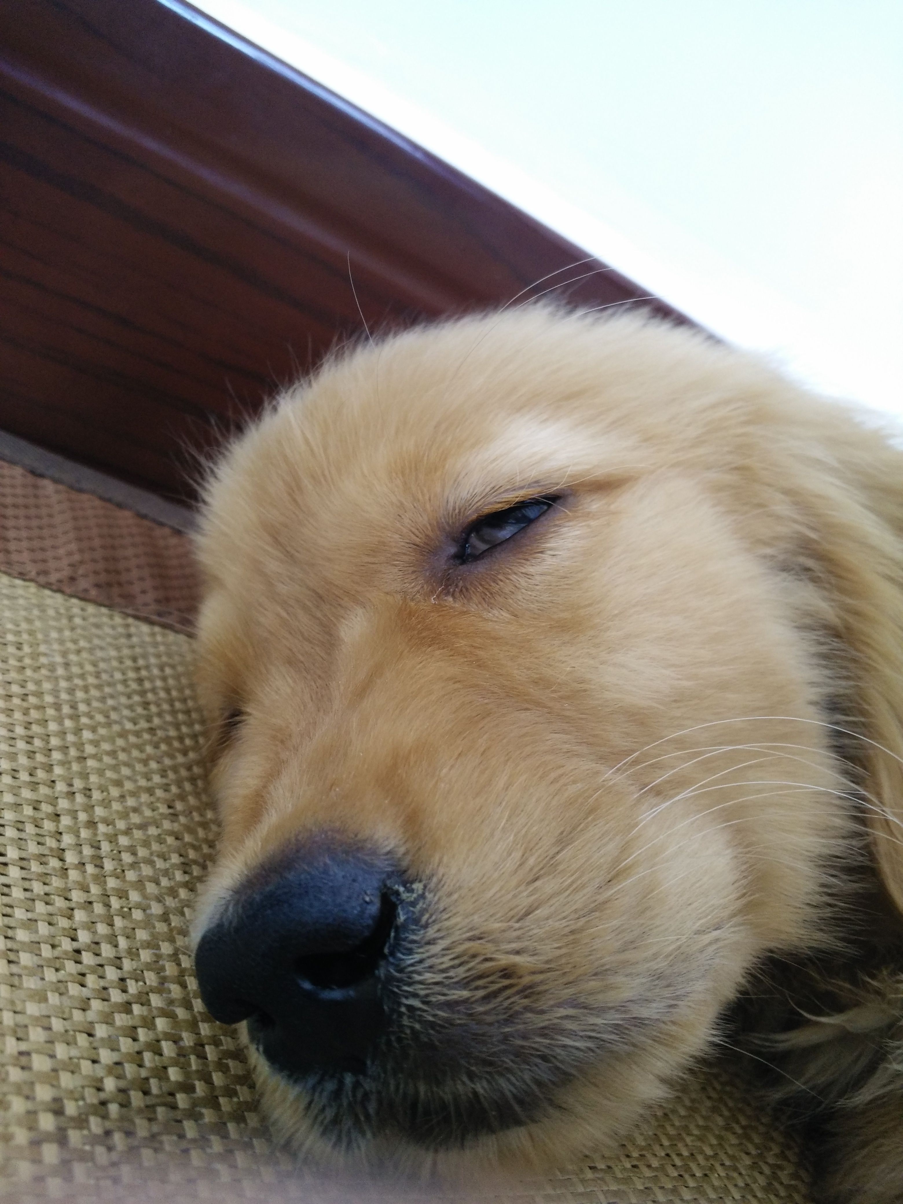 金毛犬有泪痕用什么药,金毛犬泪痕严重怎么去除