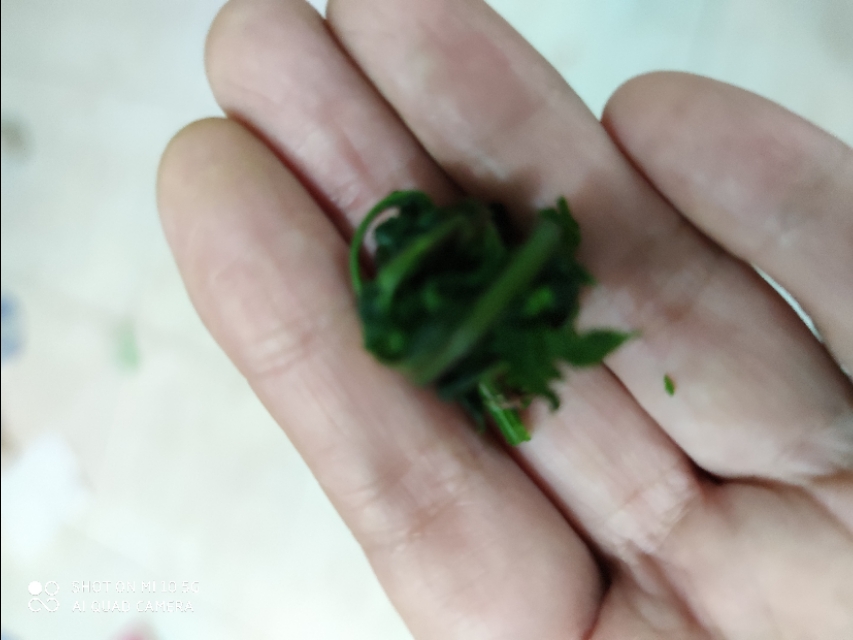 蚊子咬止痒最快的土法,蚊虫叮咬用什么草汁