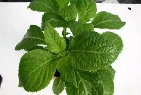 化学中的神奇物质,最神奇的化学物质