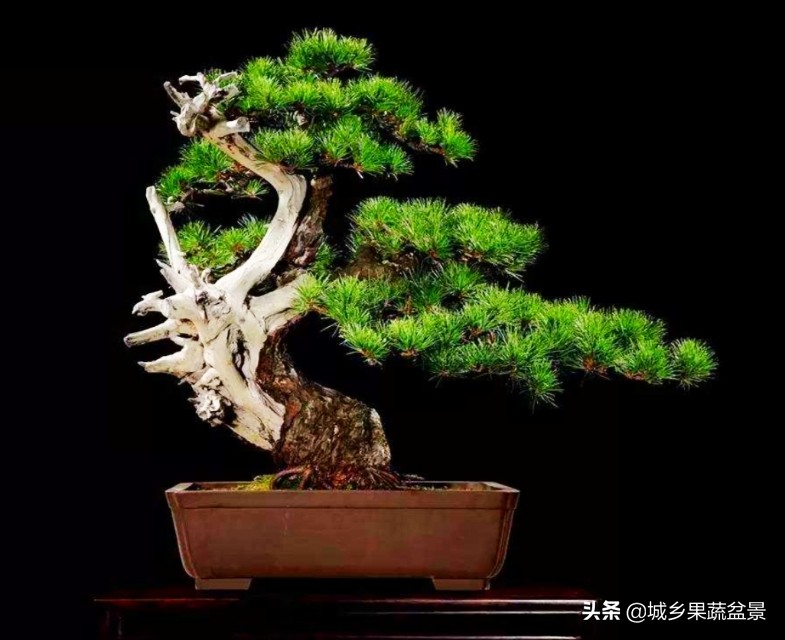 小黑松盆景的造型,黑松盆景各种造型名称及图片