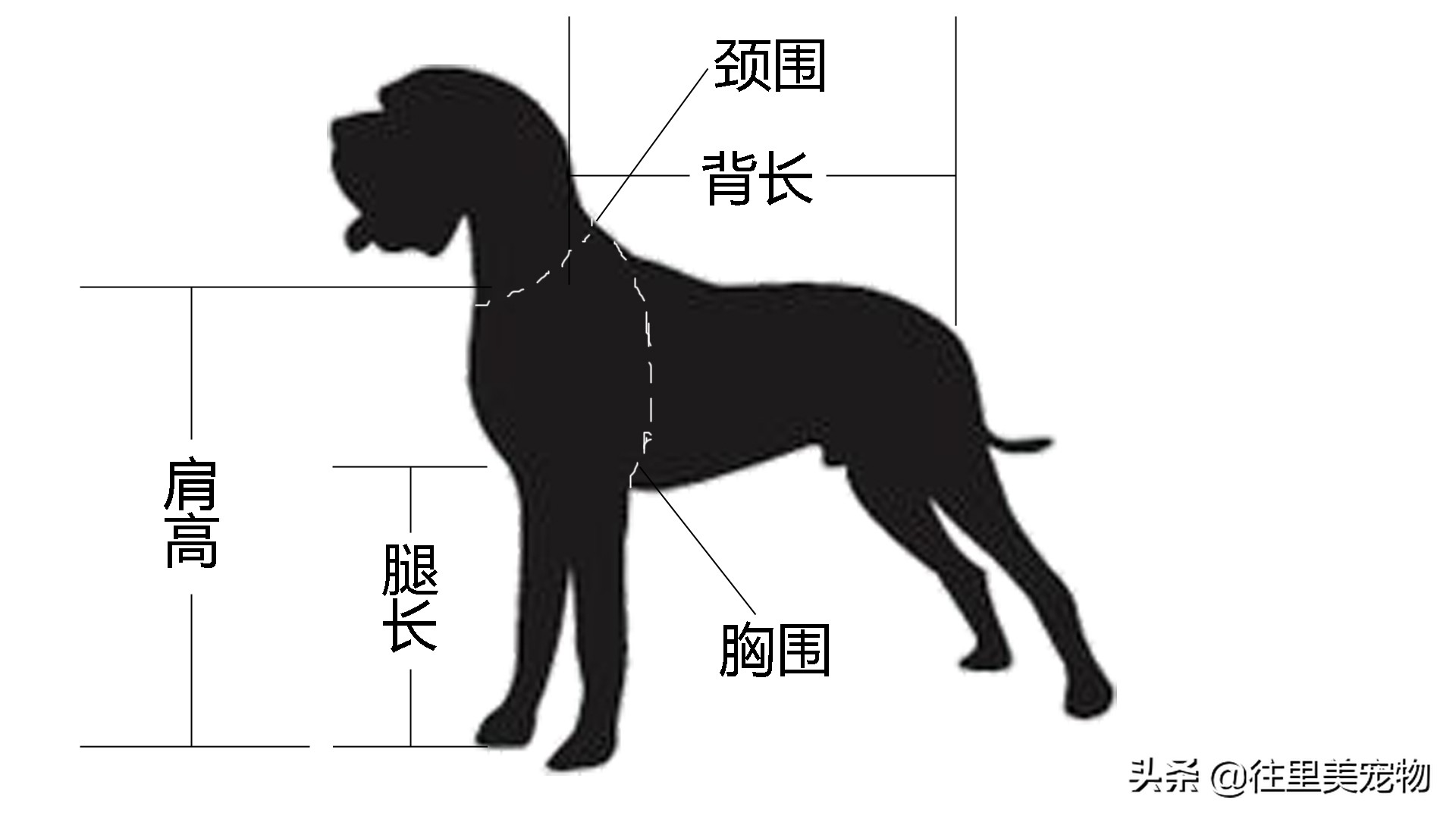胖狗穿红色衣服,胖狗能穿什么颜色显瘦