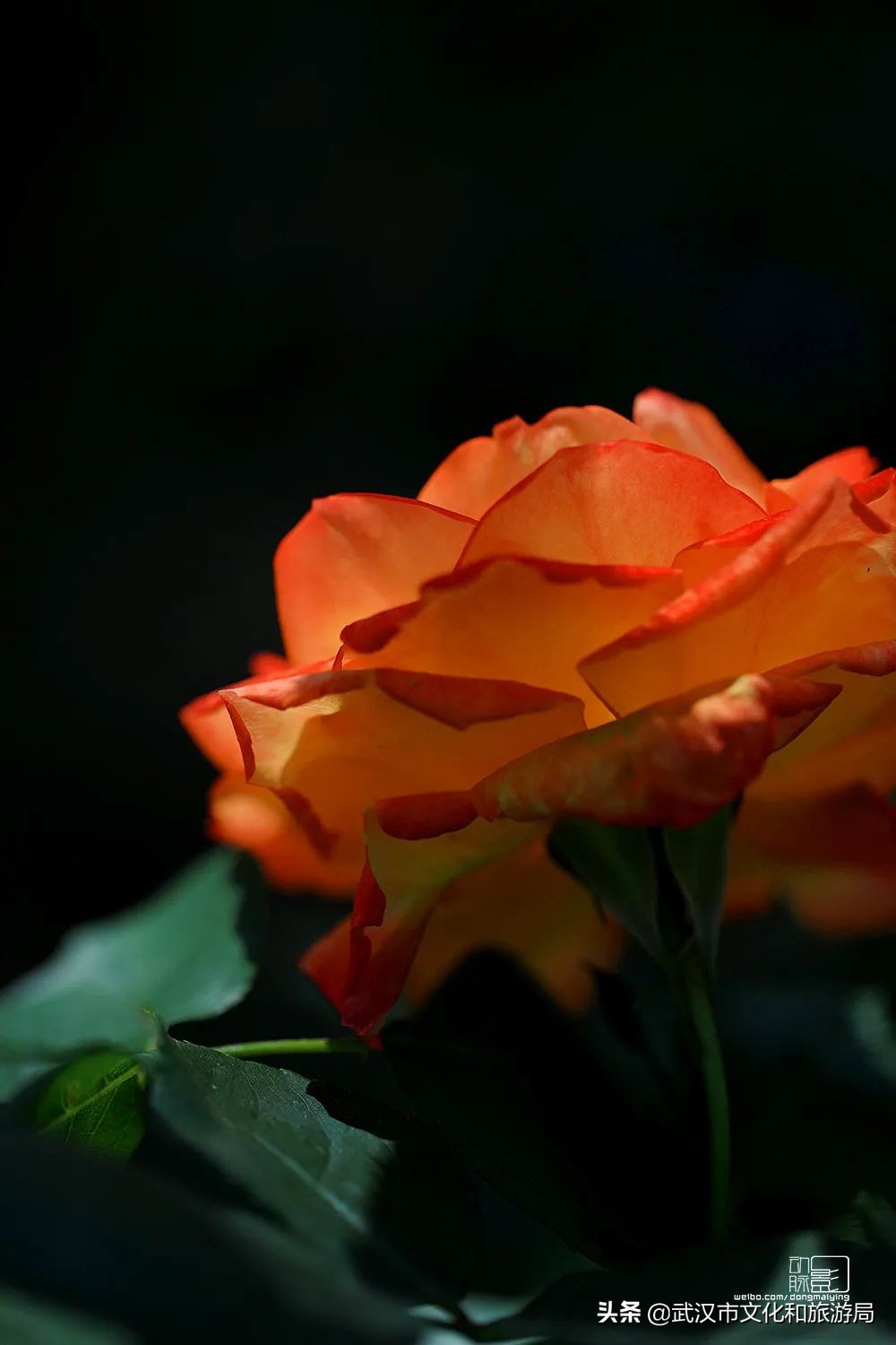 2019年4月武汉赏花攻略,武汉秋季赏花推荐最新