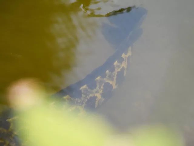 黑鱼基本都在哪,关于黑鱼的深度解析