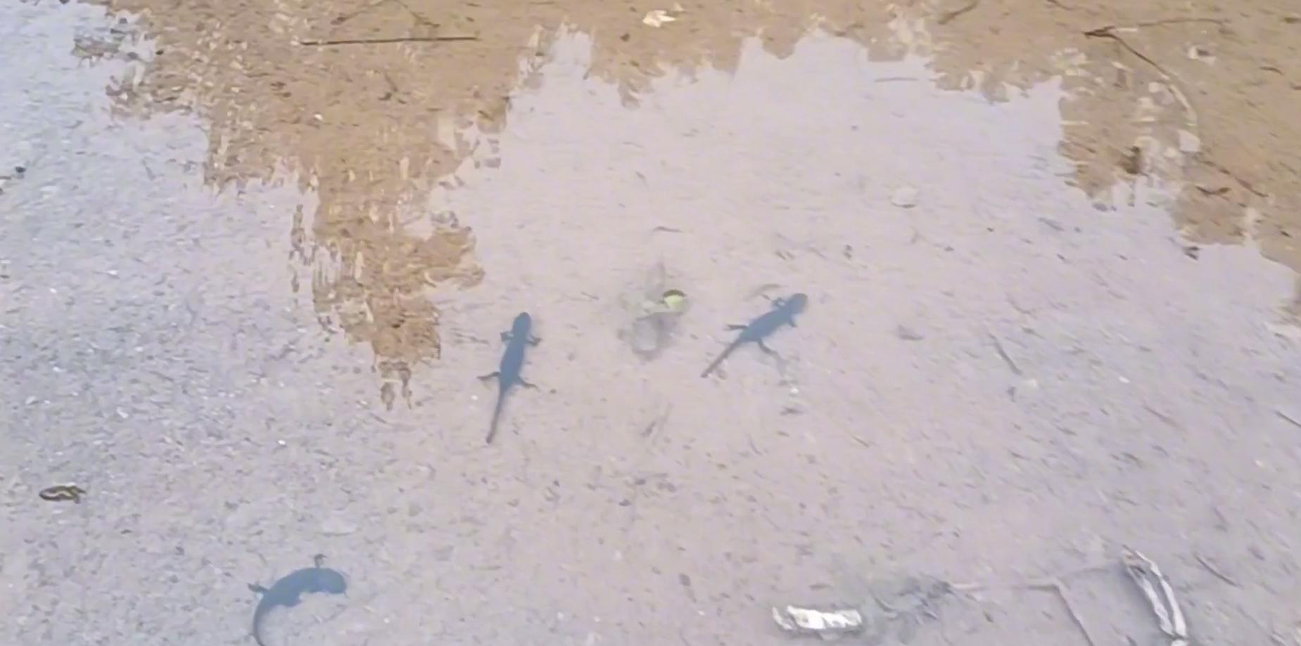 山洪冲出一窝娃娃鱼？江西钓友进山钓鱼，溪流里发现一群四脚兽