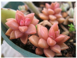 多肉长大长肥还不上色怎么办,多肉怎么长得又快又肥