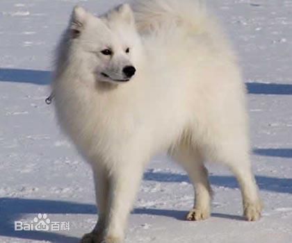 小型犬品种大全及图片柯基犬,不掉毛无体味性格温顺的小型犬