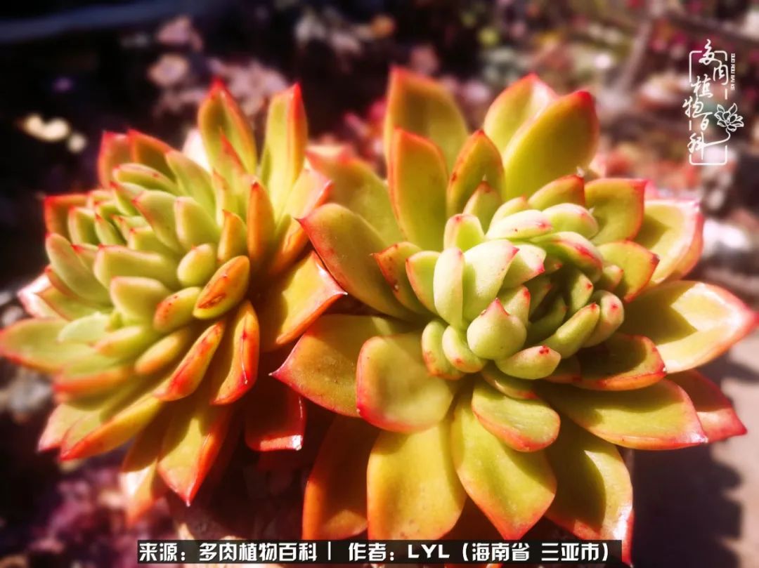 开挂区养多肉,非开挂区怎么把多肉养出状态