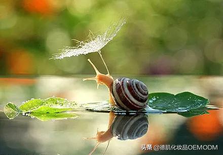 我最爱的红茶冻膜真心推荐,红茶焕颜冻膜