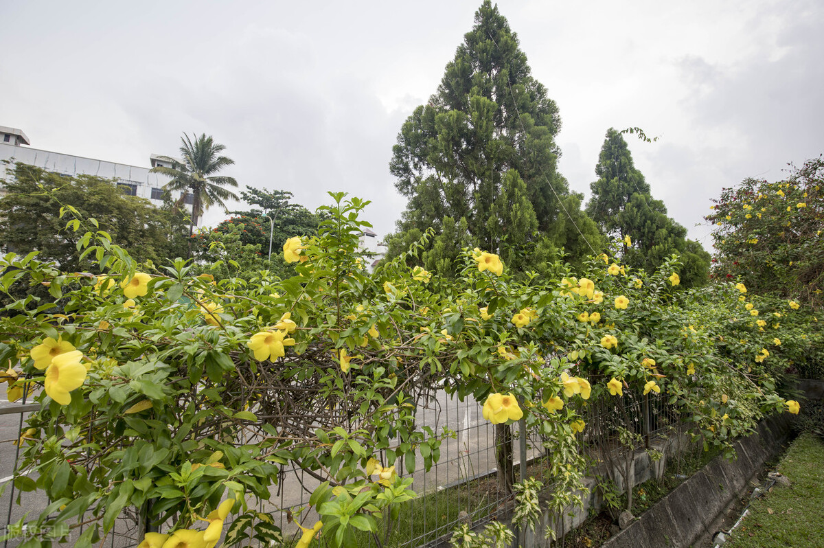 园林人需要知道的85个花卉知识,园林花卉的种类及图片