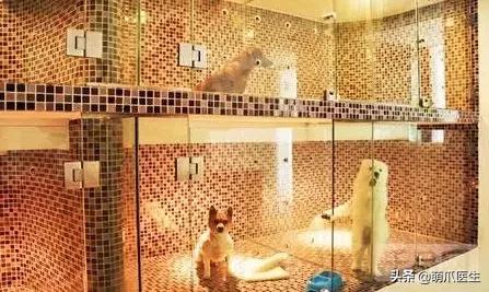 假期出行猫咪怎么安置,出去游玩5天猫咪该怎么办