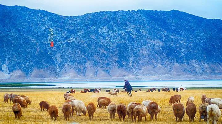 盘点十年网络大事件,2020年十大网络热点事件回顾