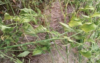 辣椒死秧是什么原因,辣椒光长秧不结椒是什么原因