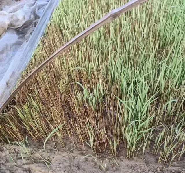 秧苗出现死苗怎么回事,秧田死秧苗是什么原因