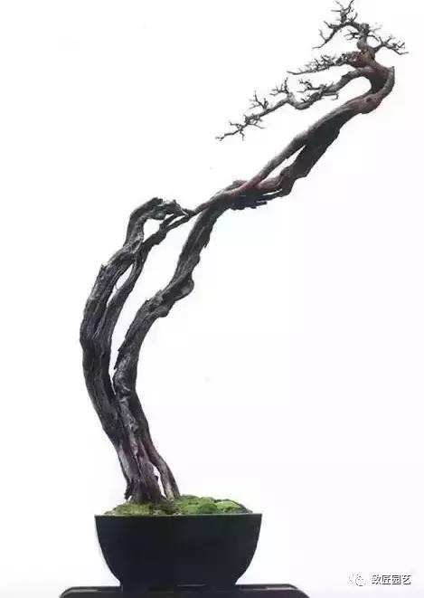 泰山松文人盆景,山松盆景100幅欣赏