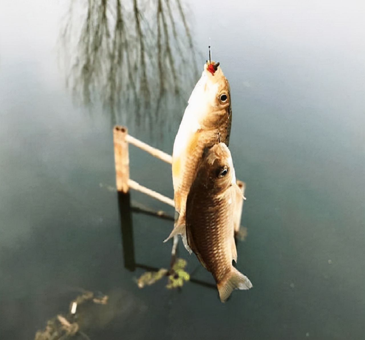 长江禁渔十年后长江渔业怎么样,禁渔渔民生计