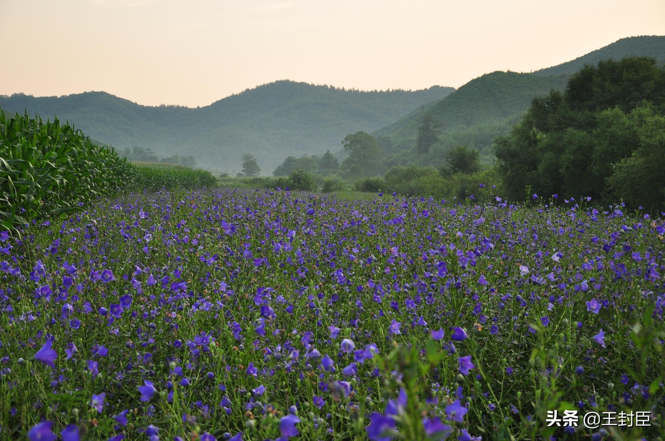 韩国发现桔梗中含抗新冠病毒成分,其实中国抗疫期间中医一直使用