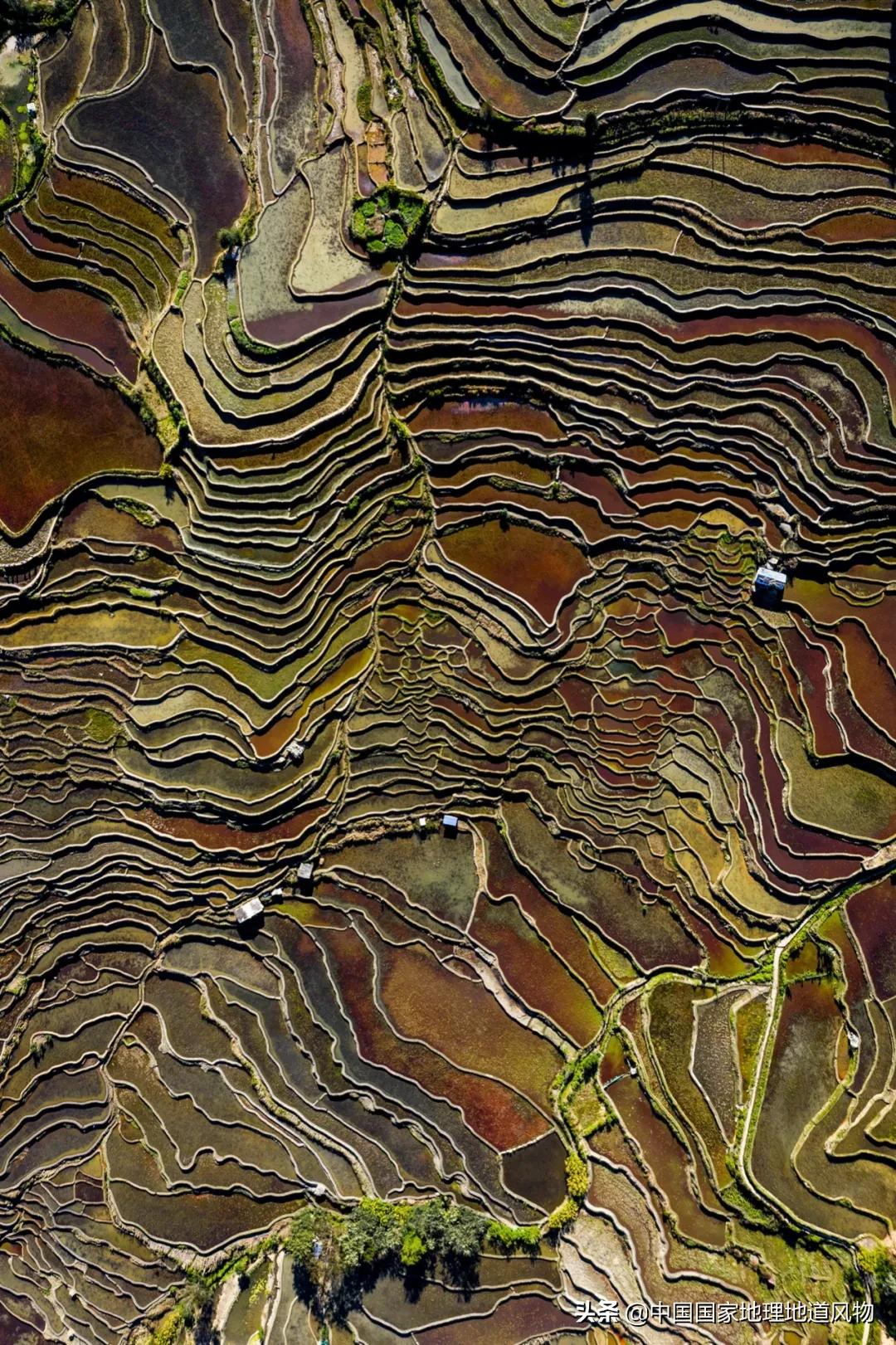 中国种水稻的省份地图,14亿大米图片