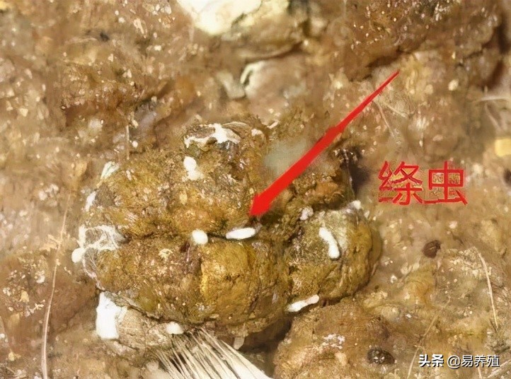 鸡拉红浓屎怎么治,鸡拉绿色稀粪最快解决方法