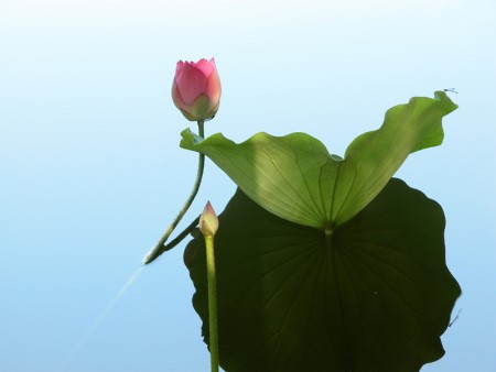 红楼梦群芳夜宴花语,红楼梦花语解读