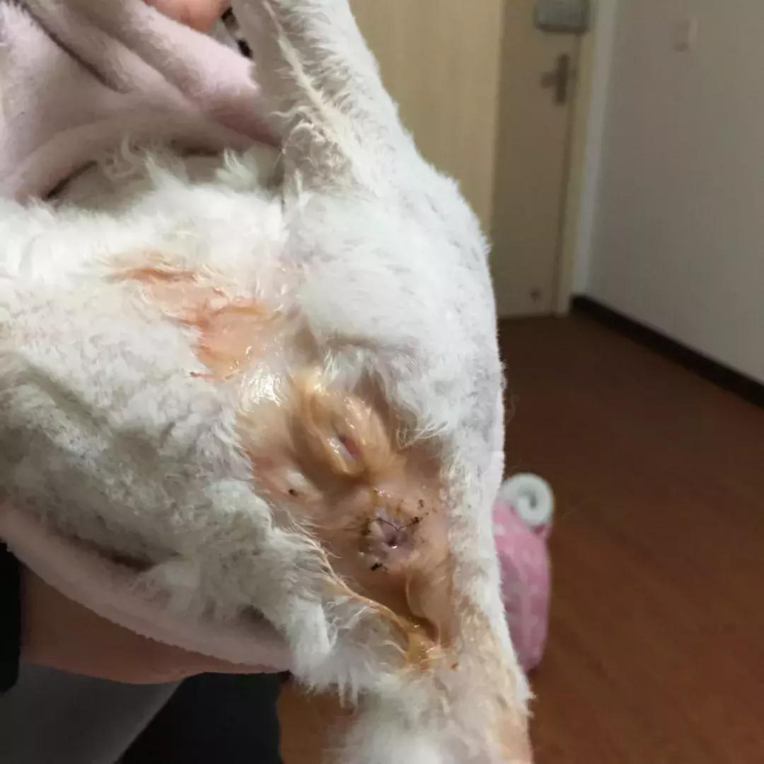 母猫发情怎么办，棉签*法大**不靠谱