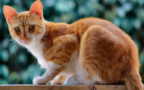 俄罗斯女子在家被20只猫吃掉,俄罗斯猫咪被救出来