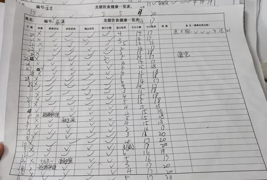 龙猫营养不良有什么表现,龙猫肠胃出问题怎么办