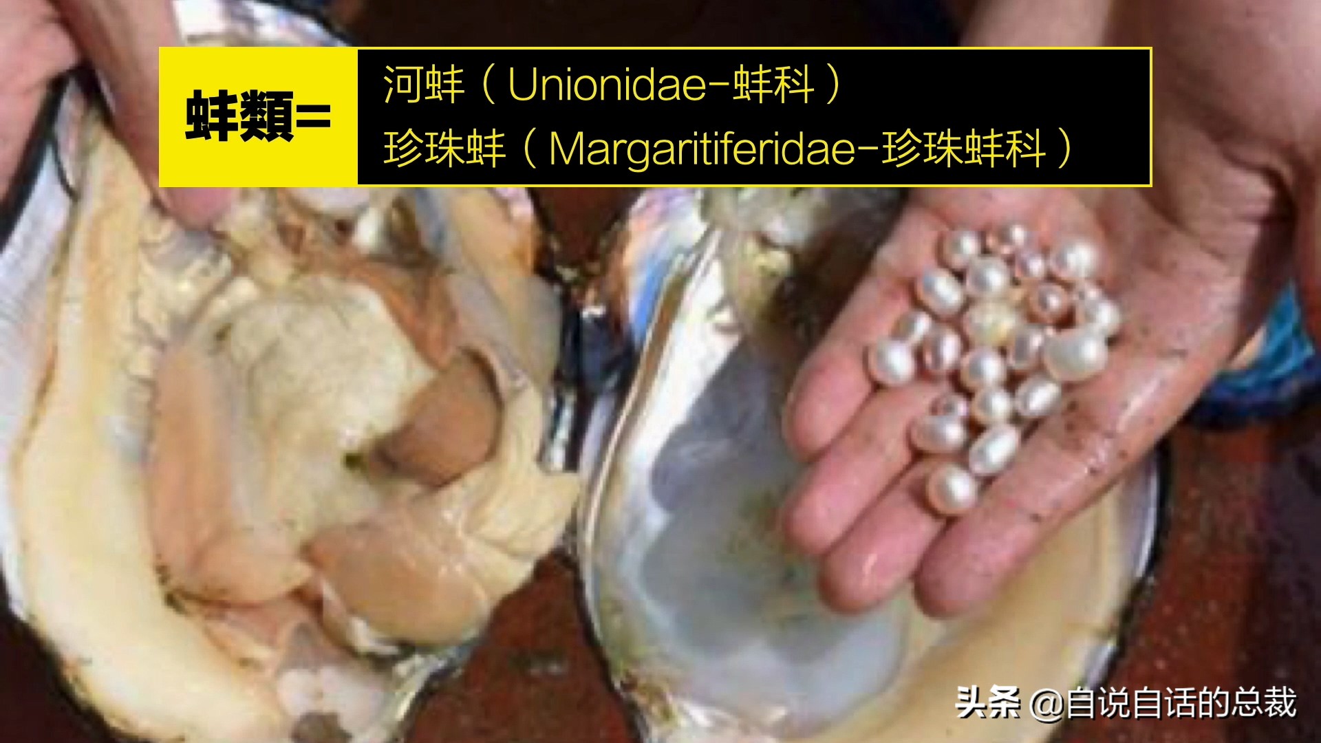 蚬蚌蛏的区别是什么,蚶子蛤蜊蚬子区别