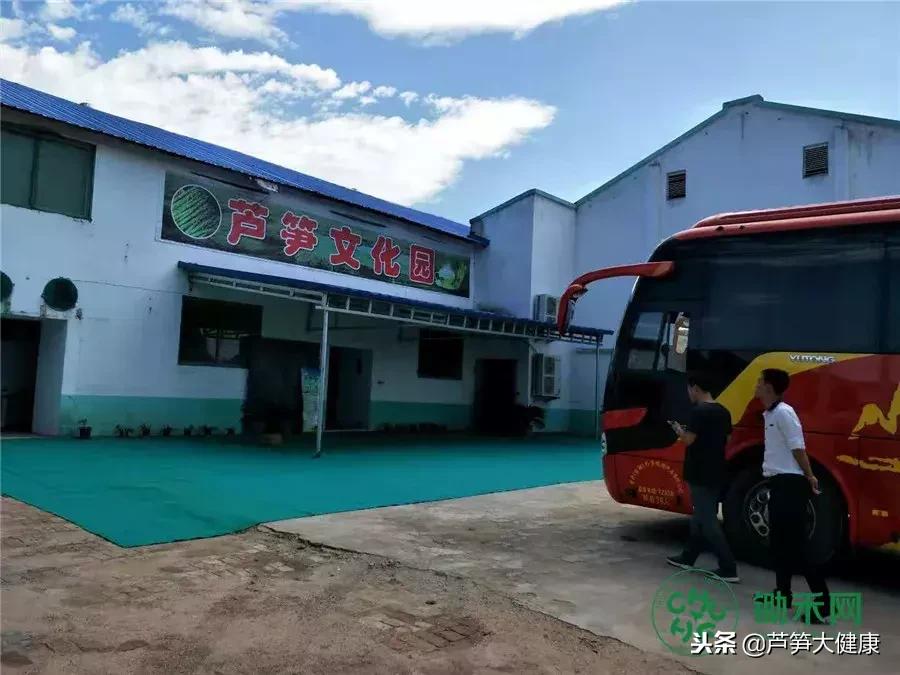 小芦笋托起富农新希望,小芦笋长出致富路