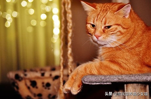 最受欢迎的猫咪品种排行榜,十大最受欢迎的猫咪品种