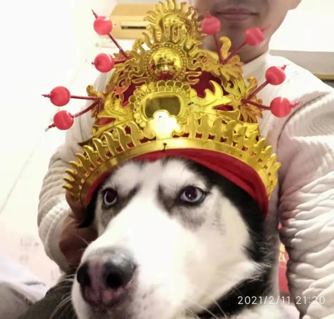 男生猛犬穿女装,男生细狗穿女装