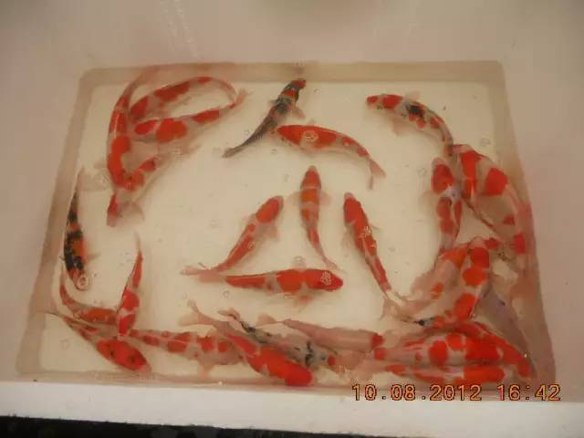 湖南最好的锦鲤养殖基地,湘潭锦鲤养殖