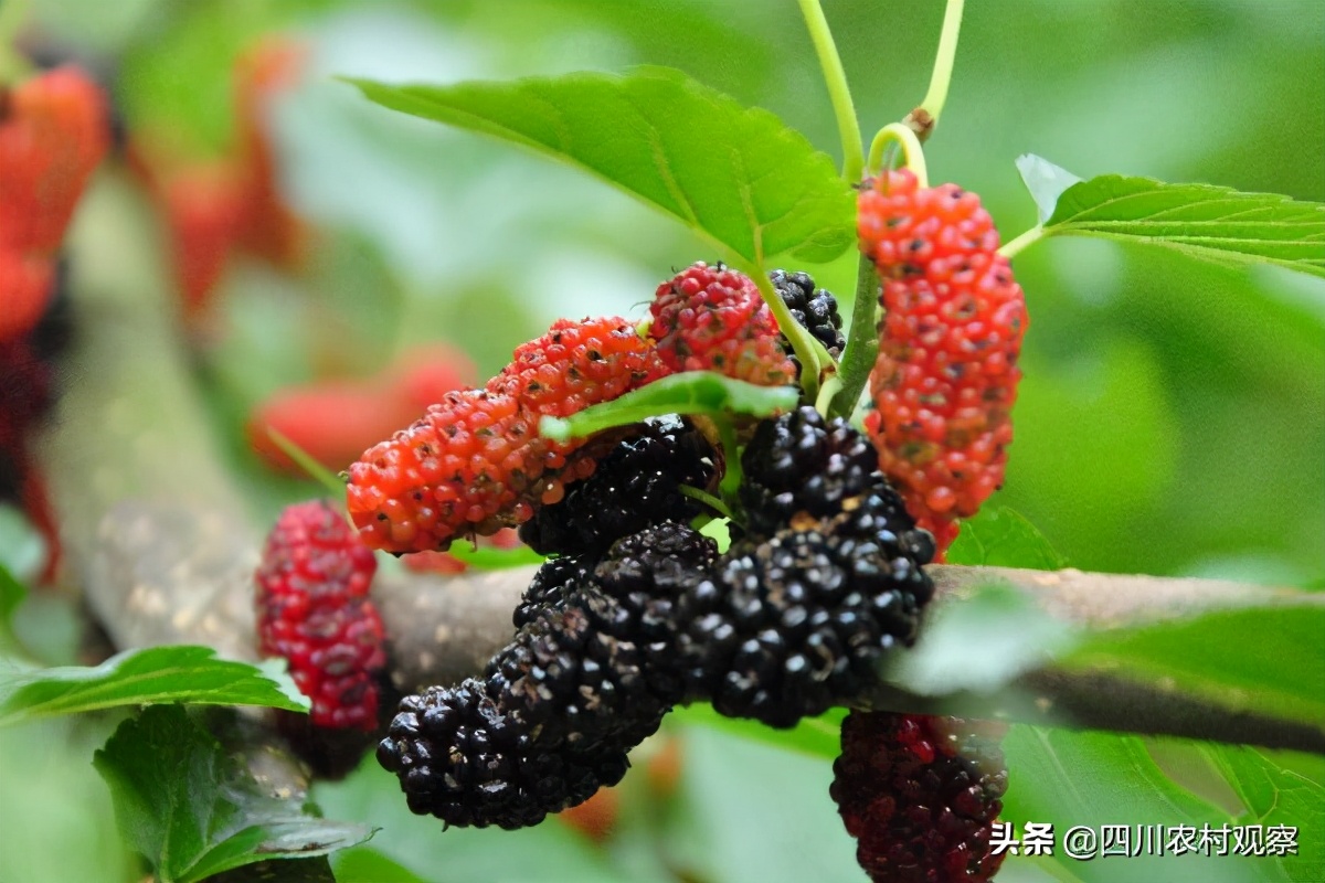 四川人小时候都吃过的美食,四川人小时候吃的锅巴