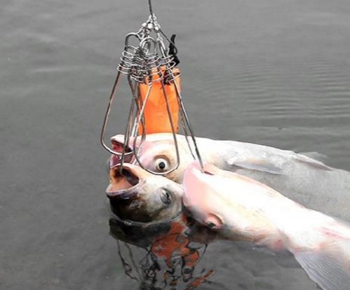 鱼扣怎么锁鱼才不会跑鱼,锁鱼扣怎么用不伤鱼