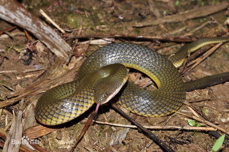 冷血精神病有感情吗,冷血精神病治疗