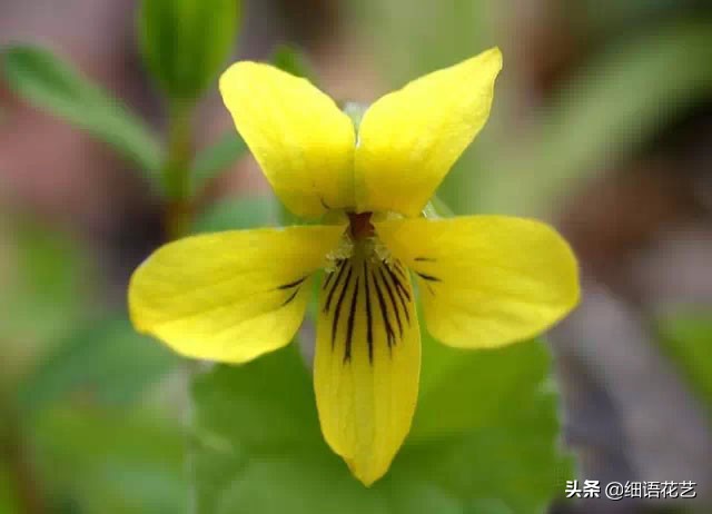 紫罗兰为什么是最尊贵的,拿破仑最喜欢的紫罗兰花