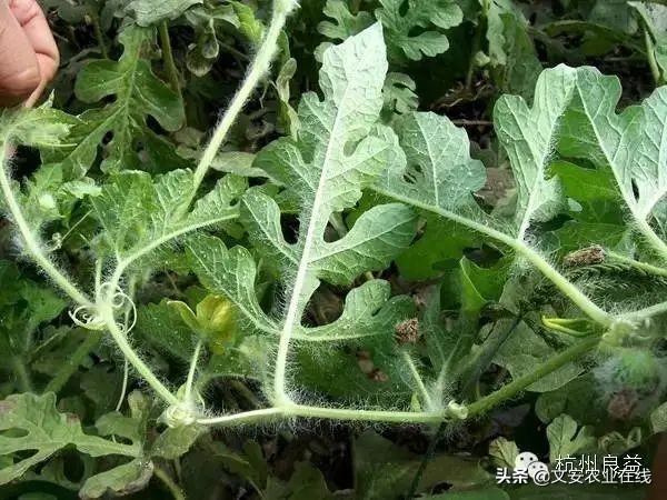西瓜病虫害防治方法,盆栽西瓜怎么预防虫害