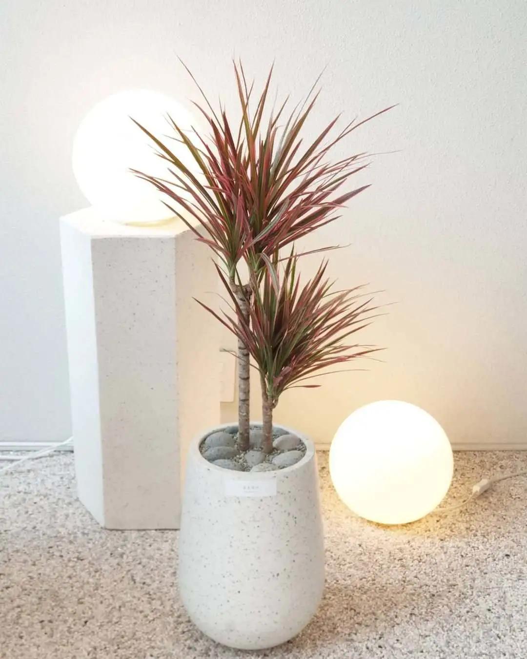 网红必备的高颜值绿植,ins风的网红绿植