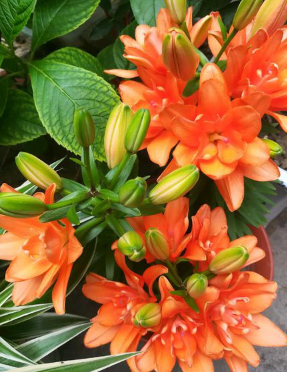 百合花长挺高不长花苞什么原因,百合花只长高不开花怎么回事