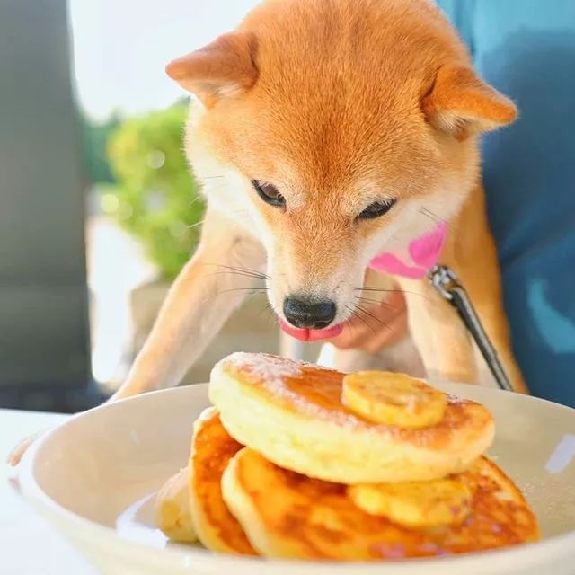 比人还会拍照的狗,简直萌炸朋友圈了