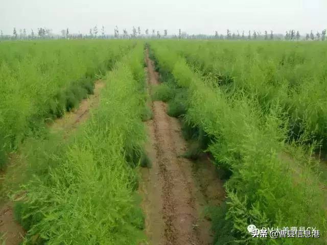 曹县十大强镇,曹县全国百强镇