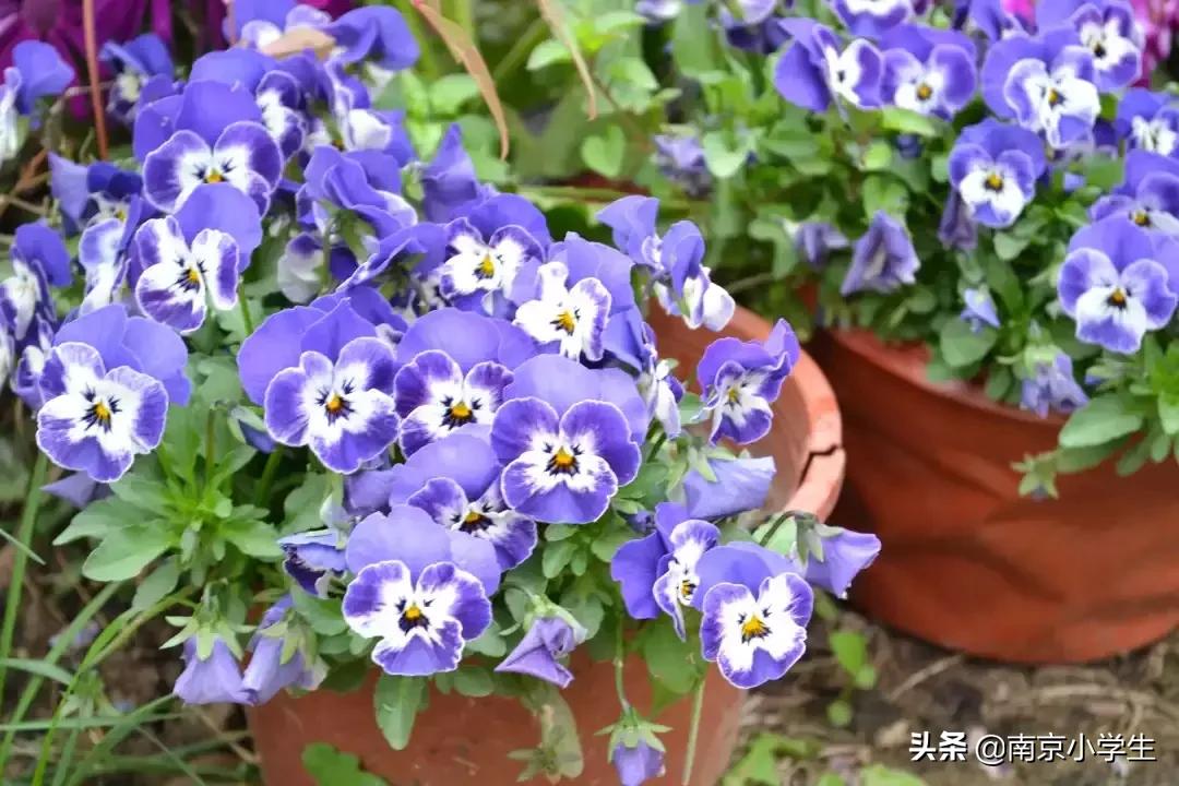 春和景明少年时,古雄小学2021年新生