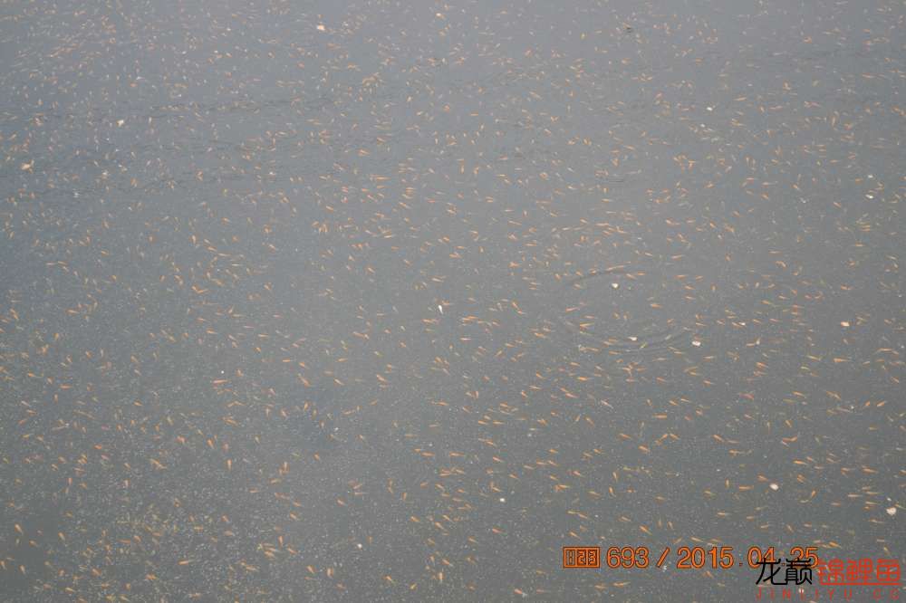 锦鲤苗成长,日本锦鲤水花苗成长