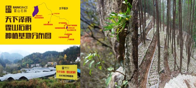 常见石斛推荐品牌,好的石斛该怎么选