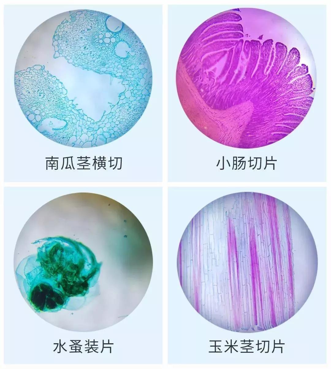 可随身携带的儿童显微镜,kenko儿童显微镜
