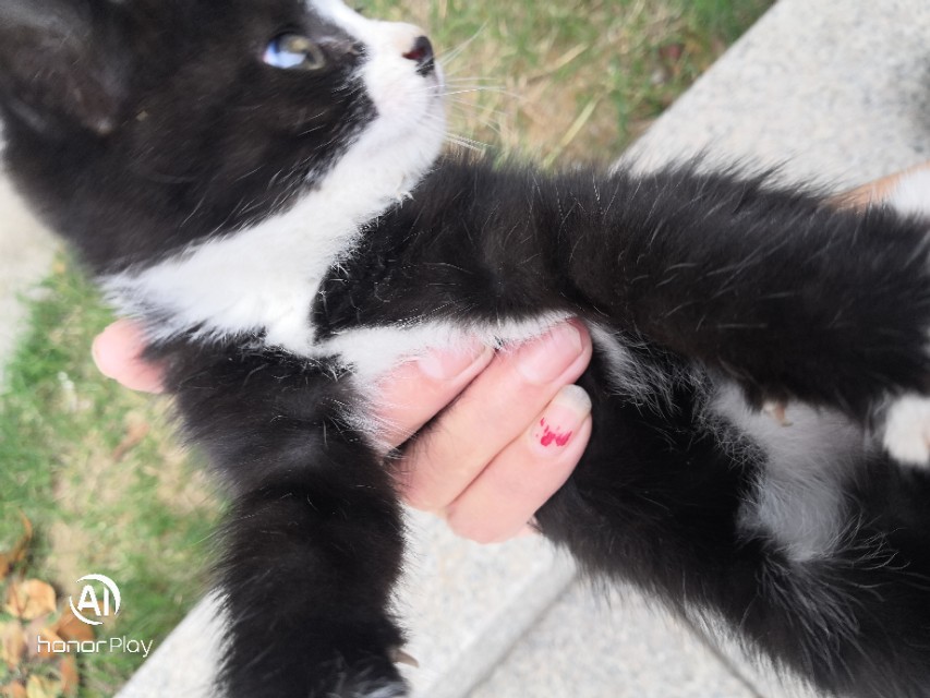 猫宠物推荐,猫宠物视频大全搞笑