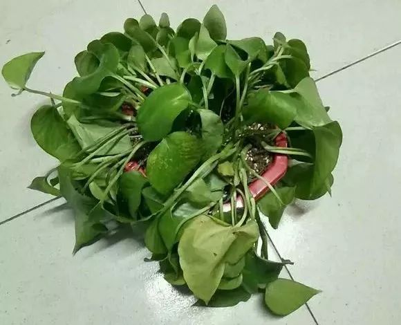 绿萝怎么养才能更旺盛生活小技巧,绿萝冬天怎么养才能更旺盛小妙招