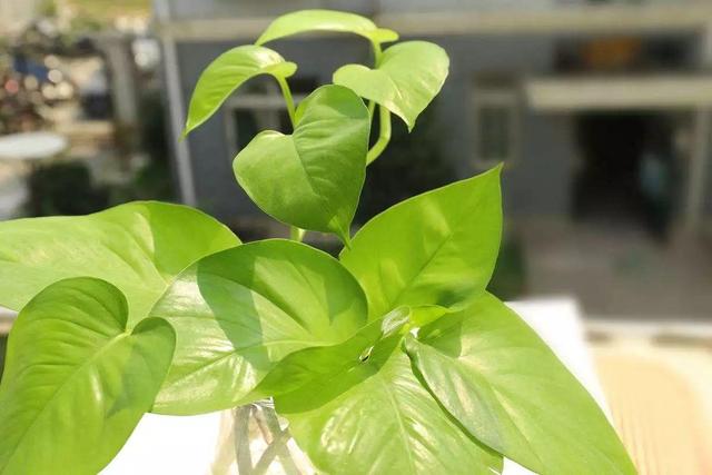 绿萝太长有什么讲究,绿萝长10米怎么处理最好