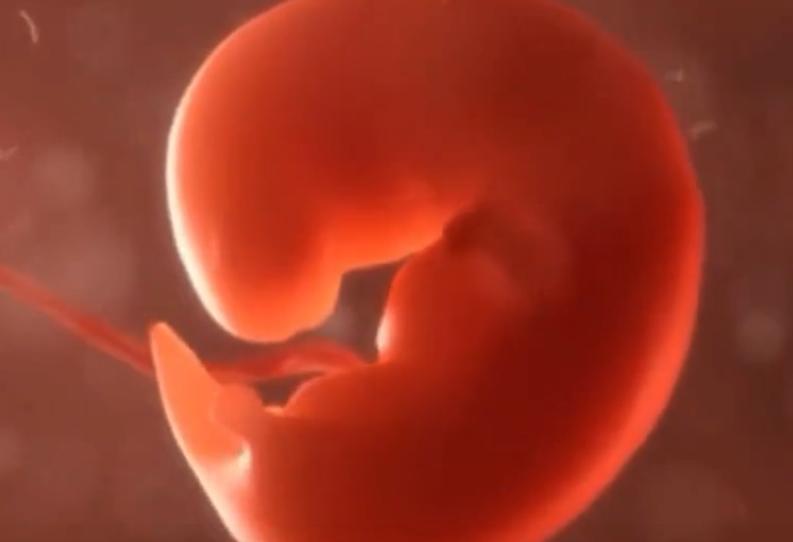 卵生胚胎发育过程解说,从胚胎到婴儿的发育视频